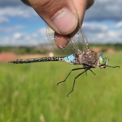 Anax parthenope