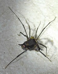 Geraeocormobius sylvarum