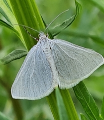 Lithostege farinata