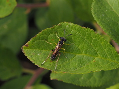 Macrophya postica