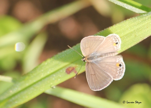 Common Smoky Blue