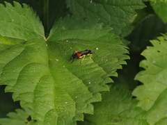 Macrophya rufipes