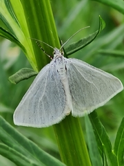 Lithostege farinata
