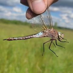 Anax parthenope