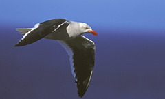 Leucophaeus scoresbii