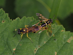 Macrophya postica