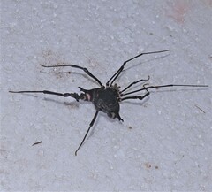 Geraeocormobius sylvarum