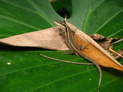 Kuhne's Grass Lizard photo 2