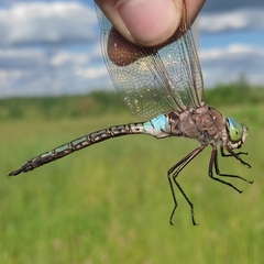 Anax parthenope