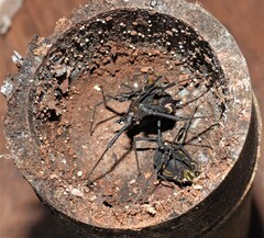 Geraeocormobius sylvarum