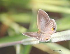 Euchrysops malathana