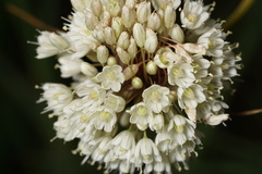 Allium pallens
