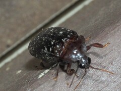 Chelonarium lecontei