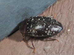 Chelonarium lecontei
