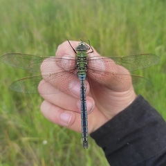 Anax imperator
