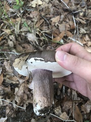 Tylopilus plumbeoviolaceus image