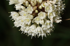 Allium pallens