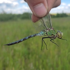 Anax imperator