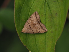 Herminia grisealis