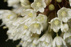 Allium pallens