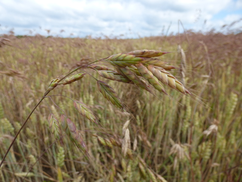 Bromus commutatus iNat (1)