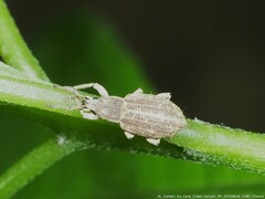 Aphrastus taeniatus