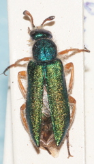 Cerocoma schaefferi