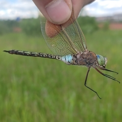 Anax parthenope