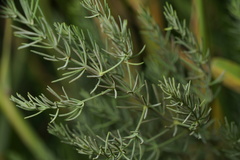Asparagus palaestinus