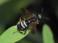 Tenthredo neobesa