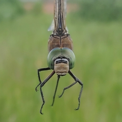 Anax parthenope