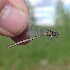 Enallagma cyathigerum