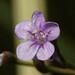 Limonium narbonense - Photo (c) Theodore, algunos derechos reservados (CC BY-NC), subido por Theodore