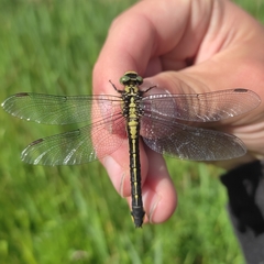 Gomphus vulgatissimus