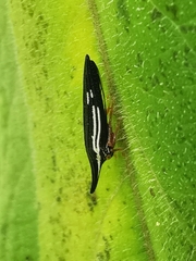 Polyglypta costata