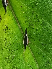 Polyglypta costata