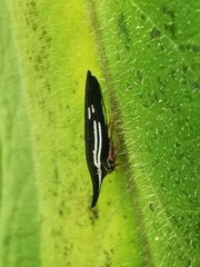 Polyglypta costata