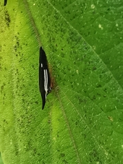 Polyglypta costata