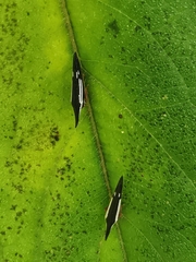 Polyglypta costata