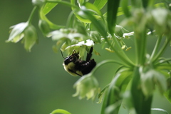 Bombus