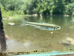 Notropis greenei