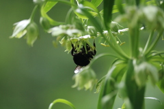 Bombus