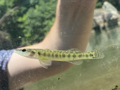 Percina nasuta