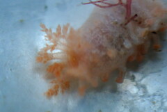 Cucumaria frondosa