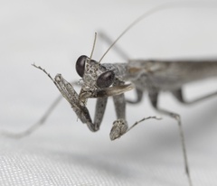 Litaneutria skinneri