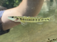 Percina nasuta