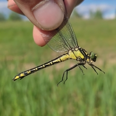 Gomphus vulgatissimus