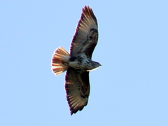 Forest Buzzard photo 4