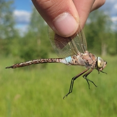 Anax parthenope