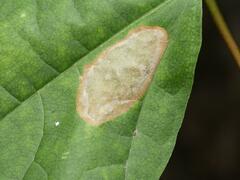 Phyllonorycter joannisi
